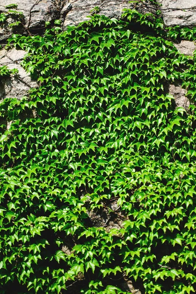 Old stone wall and green ivy — Stock Photo, Image