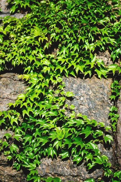 Oude stenen muur en groene klimop — Stockfoto