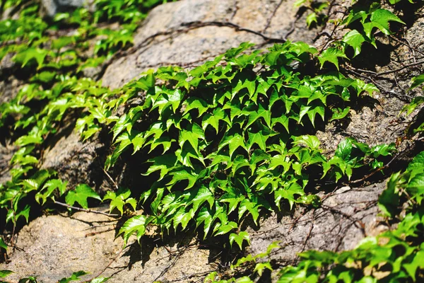 Stary kamienny mur i zielony bluszcz — Zdjęcie stockowe
