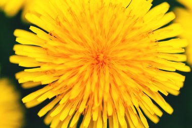 Karahindiba çiçeği