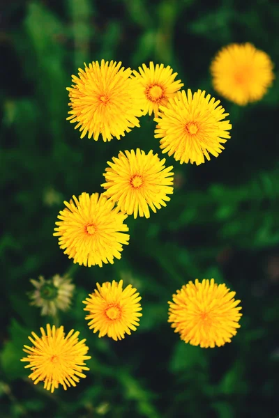 Dandelion flowers — Stock Photo, Image