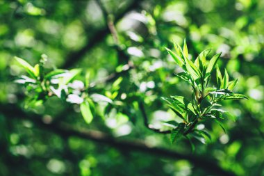taze yeşil yapraklar