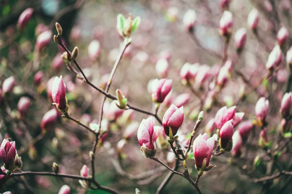 Rózsaszín magnolia virágzó — Stock Fotó