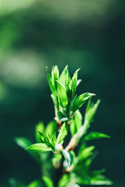 Folhas verdes frescas — Fotografia de Stock