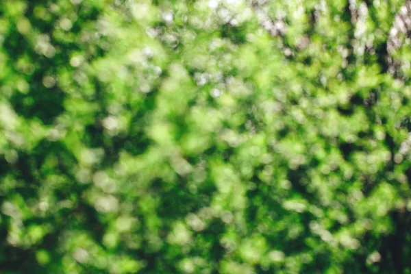 鲜嫩的绿叶散景 — 图库照片