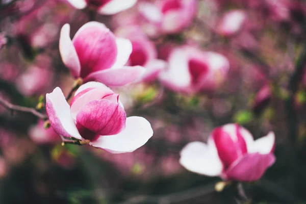 Prachtige magnolia blossoms — Stockfoto