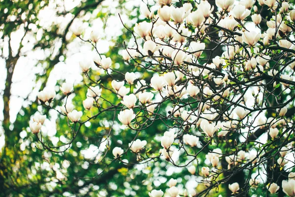 Beautiful white magnolia blossoms — Stock Photo, Image