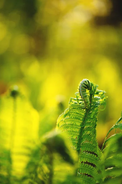 Single young fern — Stock Photo, Image