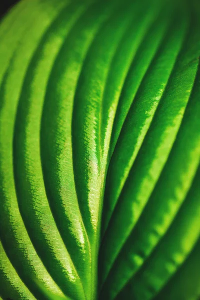 Hoja verde de primer plano —  Fotos de Stock