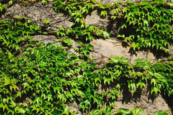 Alte Steinmauer und grüner Efeu — Stockfoto