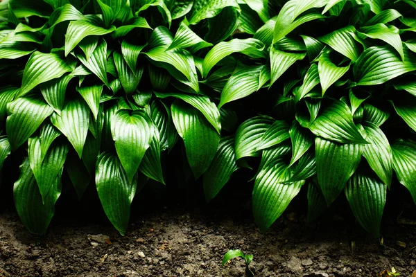Dinamik arka plan yeşil yaprakları — Stok fotoğraf
