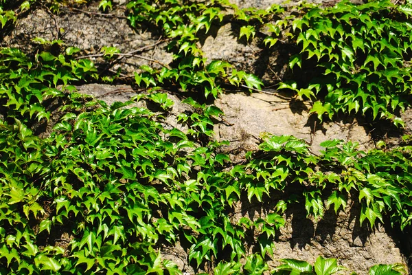 古い石造りの壁と緑のブドウ — ストック写真