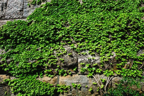 Old stone wall and green grape — Stock Photo, Image