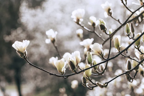Magnolia virágzó — Stock Fotó