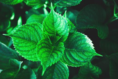 yaprakları arka plan