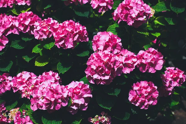 Hydrangea Květiny — Stock fotografie