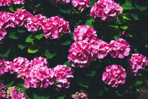 Hydrangea flowers — Stock Photo, Image