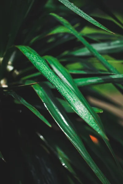 Gotas en las hojas — Foto de Stock