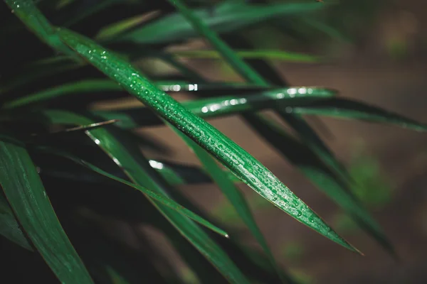 叶子上的水珠 — 图库照片