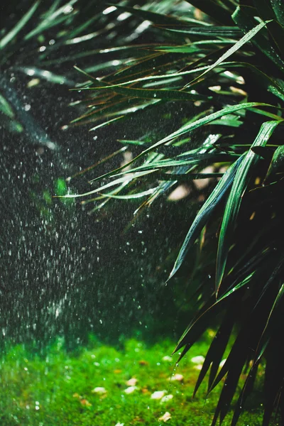 Regen in de palm grove — Stockfoto