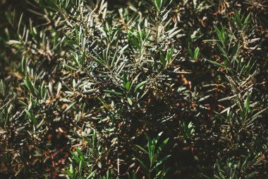 Zeytin ağacının yaprakları