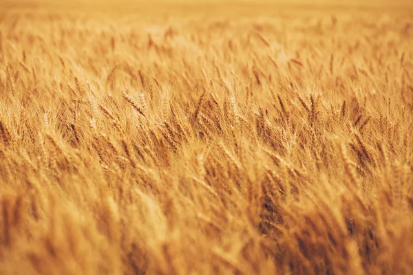 Wheat field — Stock Photo, Image