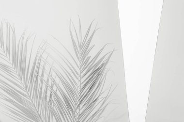 Palmiye dalları açık gri ve beyaz arka planda yumuşak gölgeler ve doğal desenler oluşturarak fotokopi alanı sunuyor. 2026 'nın beyaz bulutlu dansçısı.