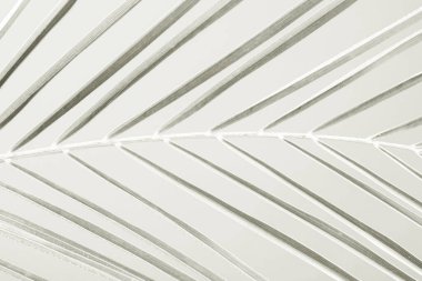 Palmiye yaprağı damarları yumuşak gölgelerle ince çapraz bir şekil oluşturarak temiz, modern ve aydınlık bir estetik yaratıyor. 2026 'nın beyaz bulutlu dansçısı.