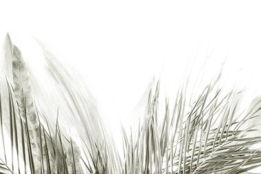 Yumuşak palmiye yaprakları ve parlak beyaz arkaplana karşı ince tüyler içeren soyut monokrom kompozisyonu hafif, ruhani bir doku oluşturur. 2026 'nın beyaz bulutlu dansçısı.