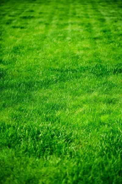 Frisches grünes Gras — Stockfoto