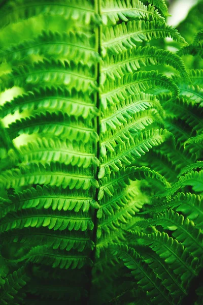Fern leaves on sunny day — Stock Photo, Image