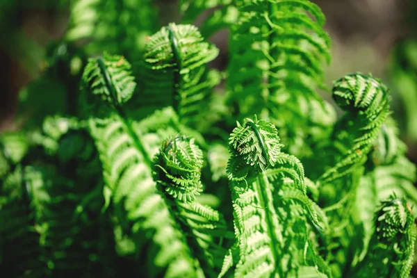 Many young ferns — Stock Photo, Image