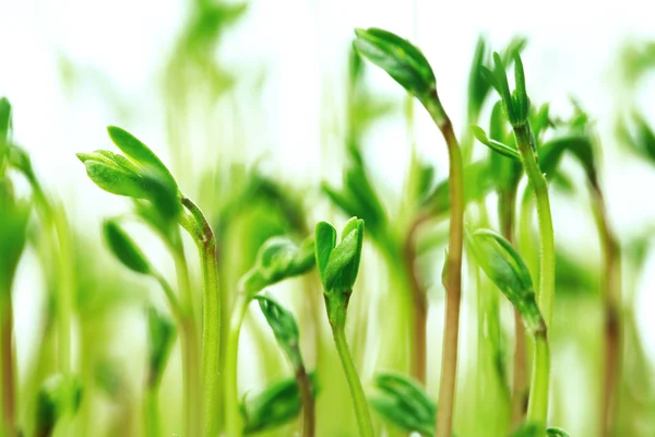 Caños verdes de lentejas — Foto de Stock