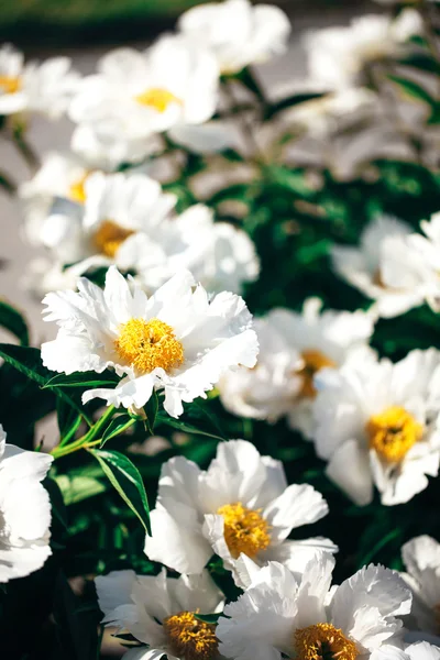 Blooming peonies flowers — Stock Photo, Image