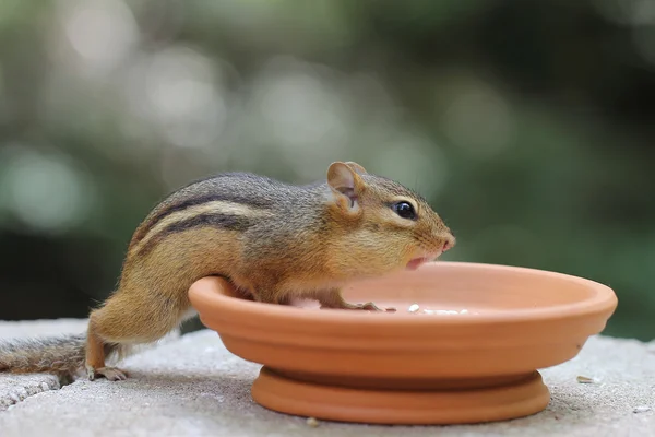 Daha fazla yemek istemekten chipmunk-