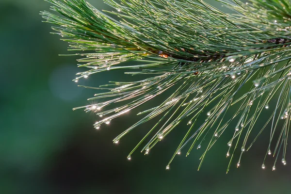 Krople deszczu na Pine Oddział — Zdjęcie stockowe