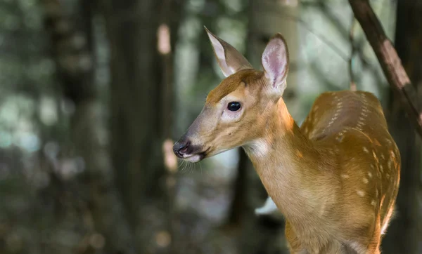 Rehkitz im Wald in Alarmbereitschaft — Stockfoto