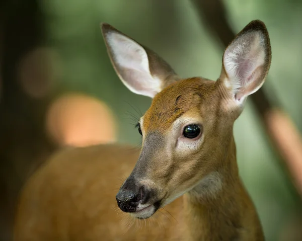 Junge Hirsche im Wald in Alarmbereitschaft — Stockfoto