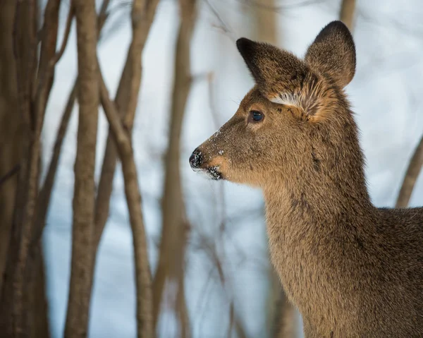 Winter Deer — Stock Photo, Image