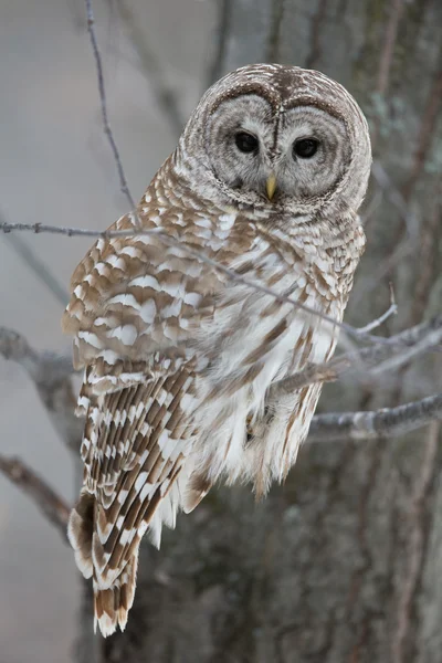 Utesluten Owl - titta på kameran — Stockfoto