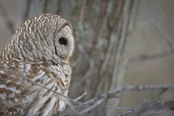 Utesluten Owl - titta till höger — Stockfoto