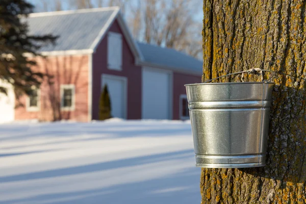 Penyadapan Sirup Maple — Stok Foto