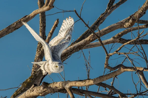 Schnee-Eule fliegt aus Baum — Stockfoto