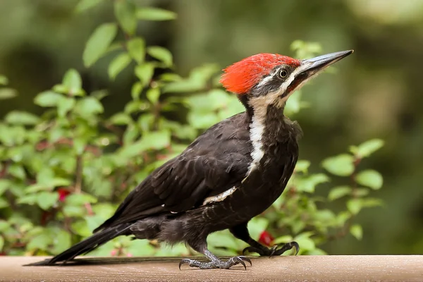 Pileated Woodpecker Close-up - Мужчина — стоковое фото