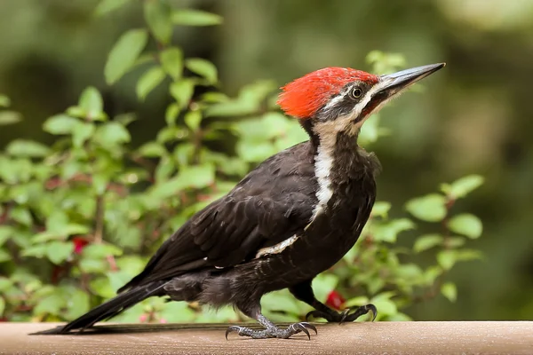 Pileated ağaçkakan yakın çekim-erkek