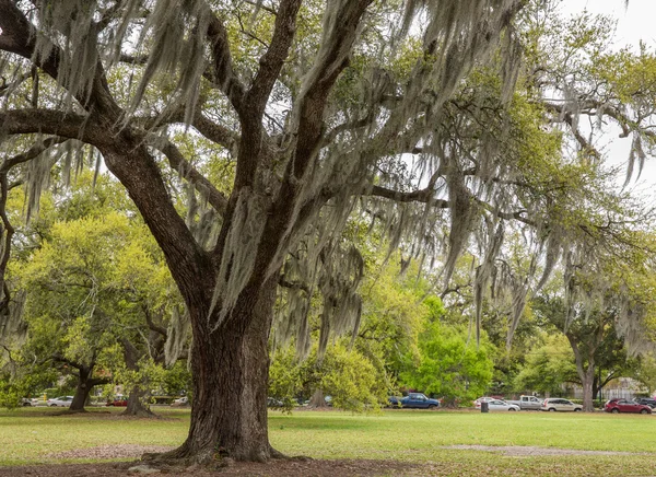 Španělský mech v New Orleans Park — Stock fotografie