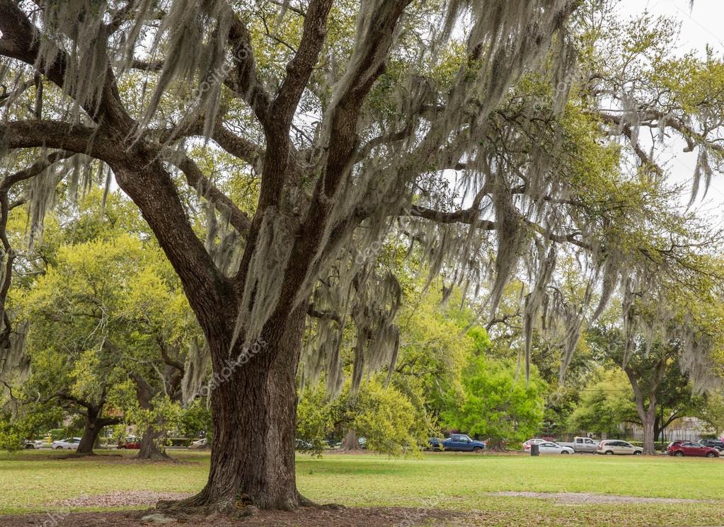 Spanish Moss in New Orleans Park — Stock Photo © JamesPintar 61651489