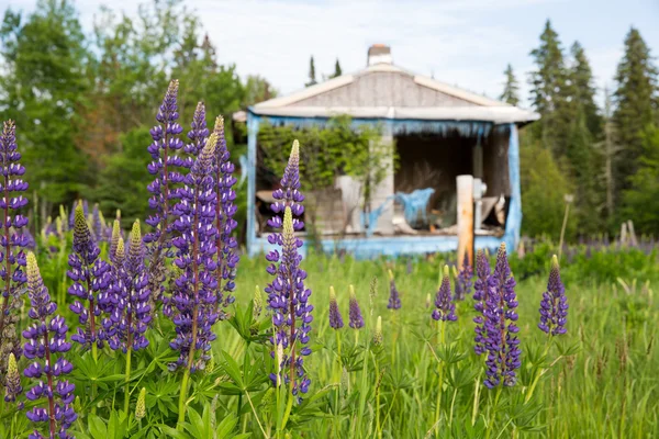 Lila Wildblumen vor einer verlassenen Hütte — Stockfoto