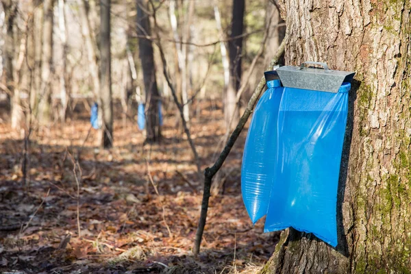 Jarabe de arce Tapping in the Spring — Foto de Stock