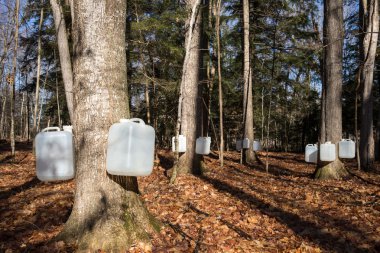 Tapping Sugar Maple Trees for Sap clipart